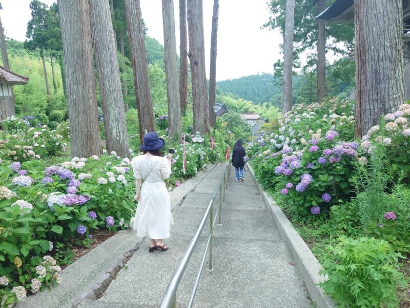 佐渡島　蓮華峰寺　あじさい